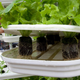 Plants grown by Verticrop, a UK-based vertical farm, in 2011.